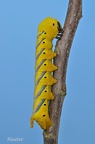 Totenkopfschwärmer (Acherontia atropos)